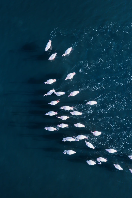 a group of fish that are floating in the water