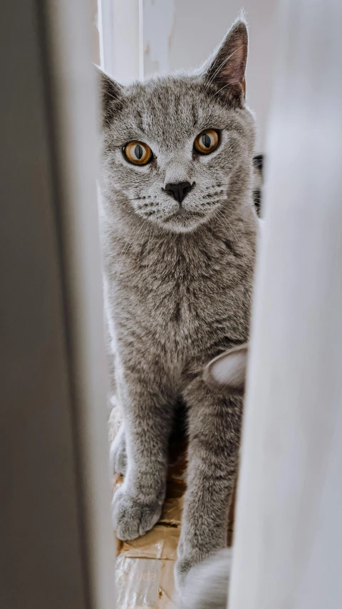 a cat is staring at the camera while sitting on top of a floor