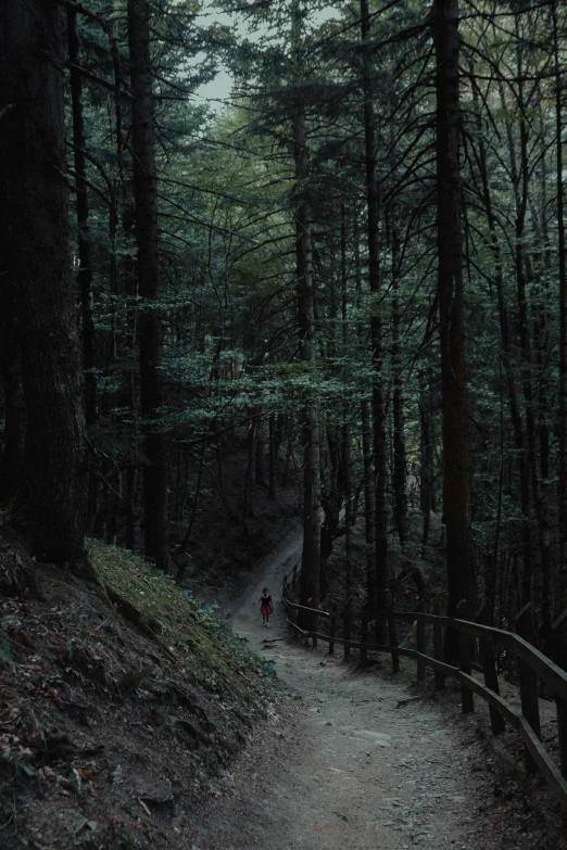 a person walking down a pathway in the woods