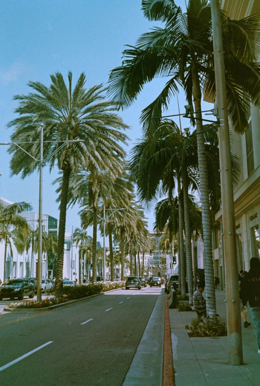 some palm trees and buildings on a city street