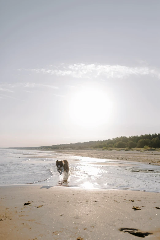 the dog runs through the water at a beach