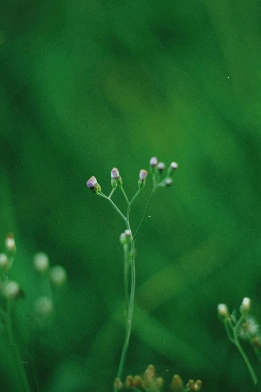 closeup of flowers growing from small green plants