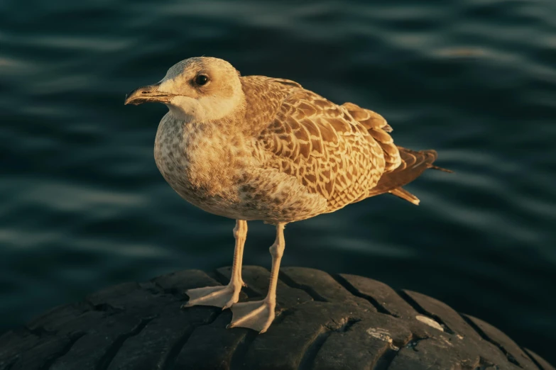 a seagull standing on an old tire, by the water