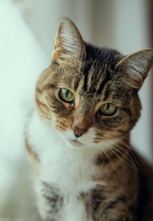 a brown cat looks over the side mirror