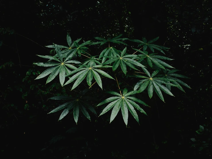 the leaves of a tree in a forest