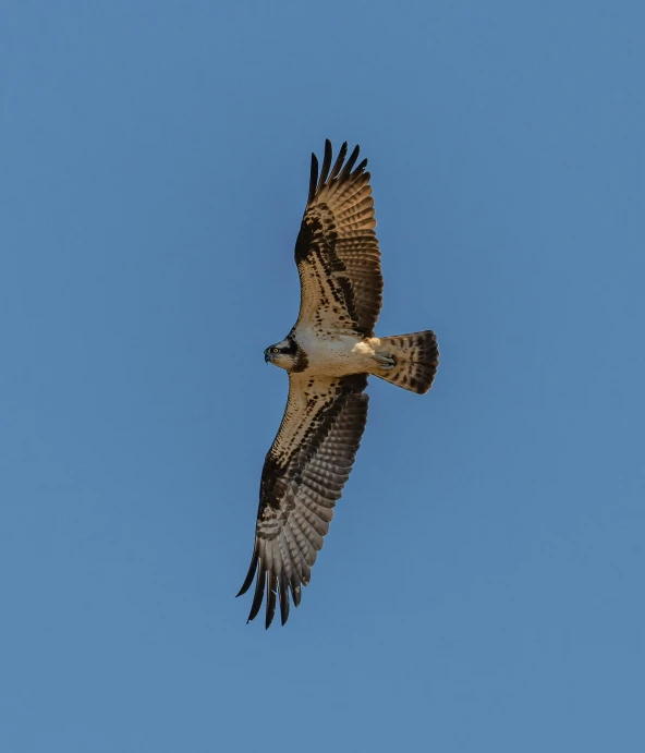 a hawk soaring in the blue sky looking for prey