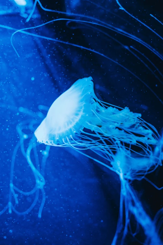 the jellyfish floats in the deep blue water