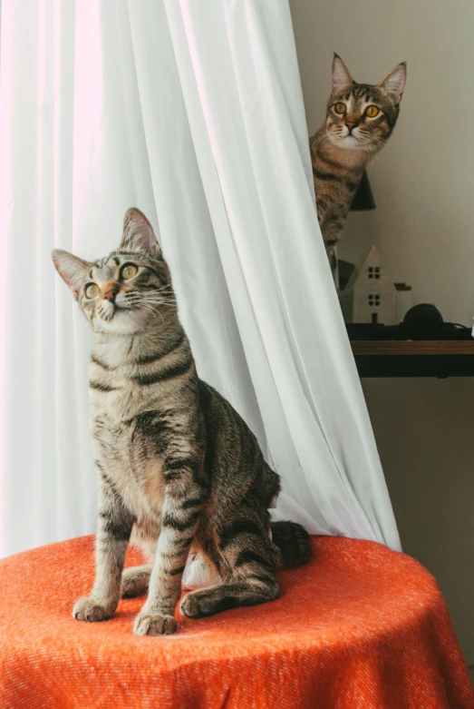 two cats sitting together and looking out from the curtains