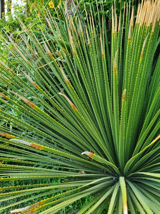 a closeup of the large leaves of a plant