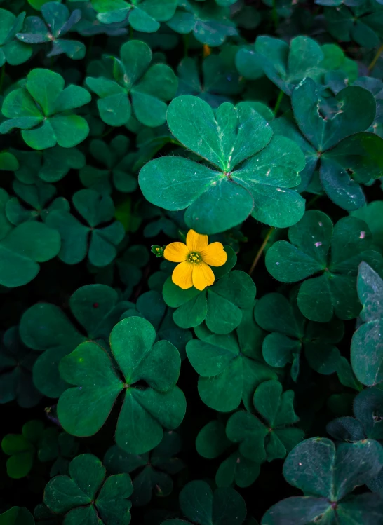 a yellow and green flower sitting on top of clovers