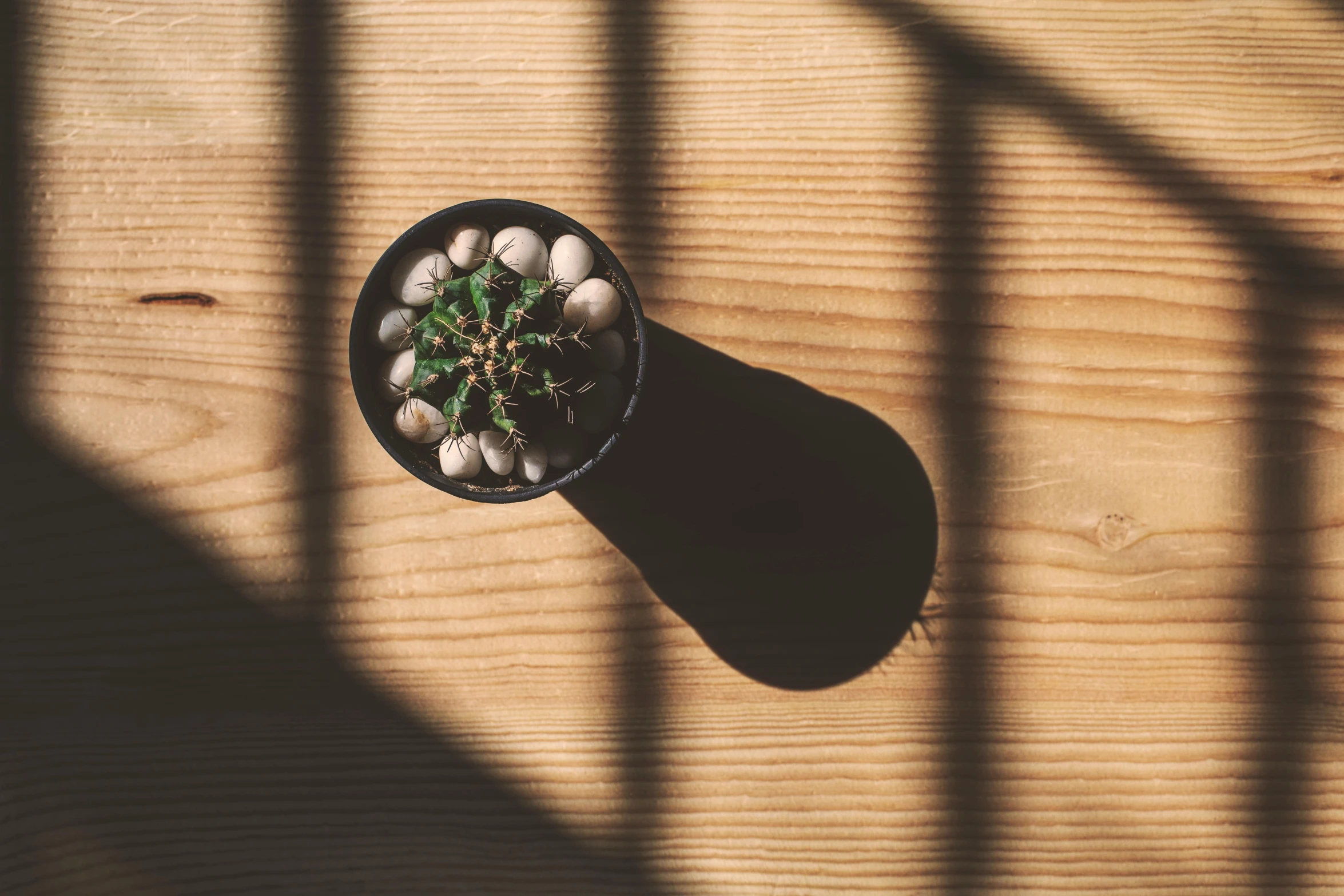 a small plant is in a black flower pot