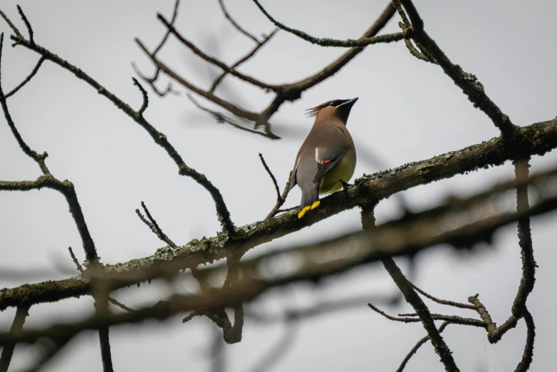 a bird sitting on a tree nch with an open mouth