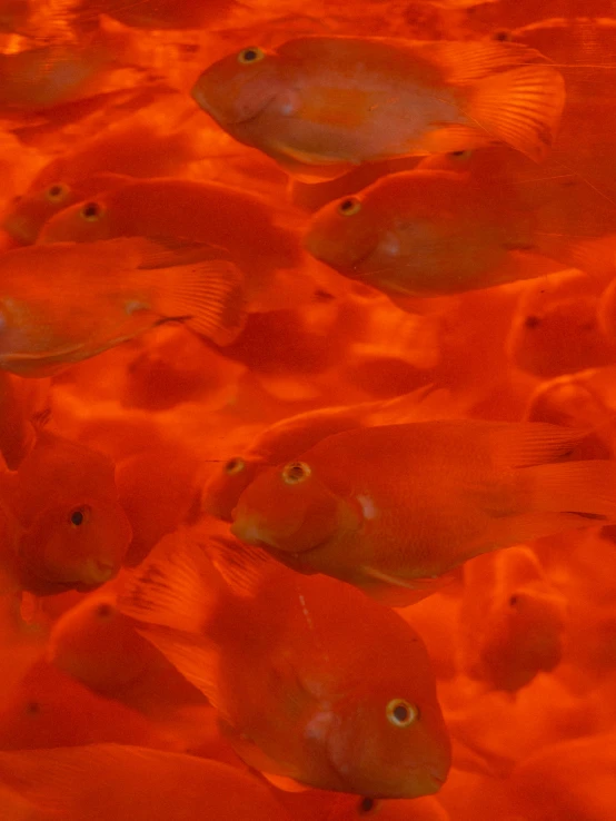 a small school of small orange fish swimming on a lake