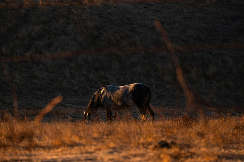 the horse is eating grass in the field