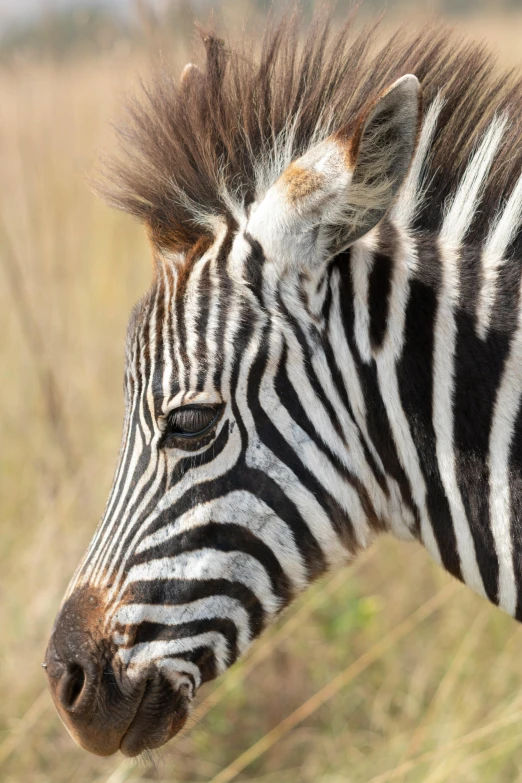 a close up image of a ze's head in the grass