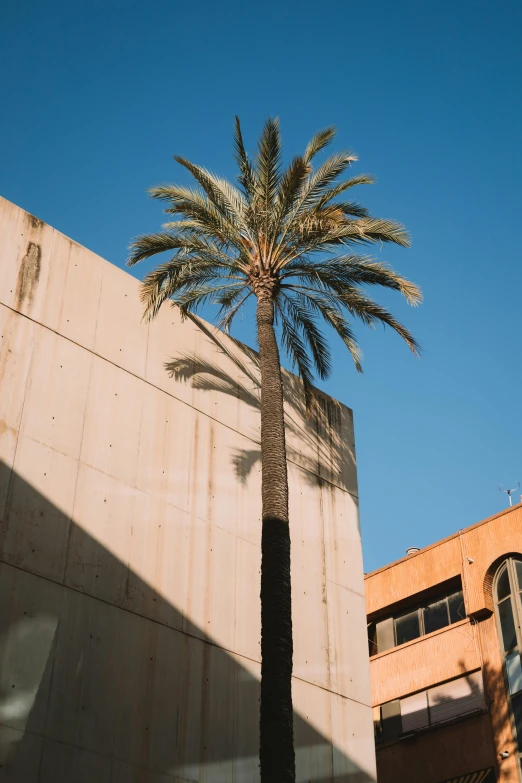 a palm tree outside of a building