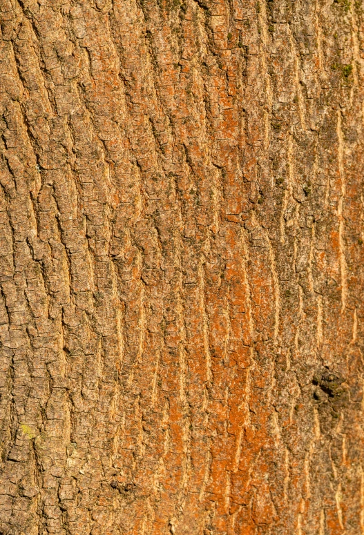 a po of a wood texture with some interesting designs