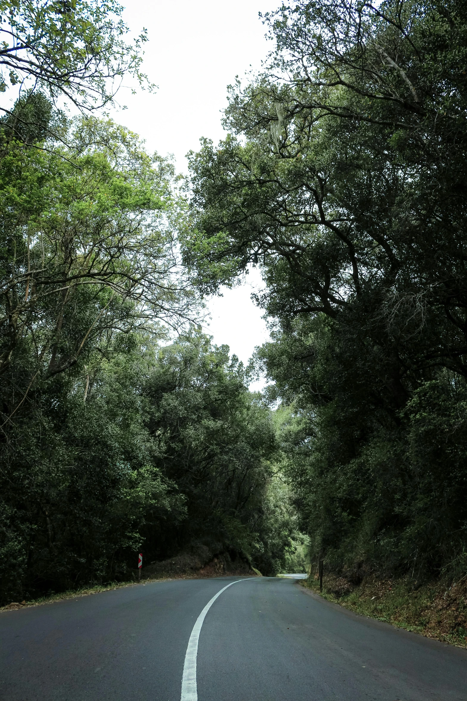 a picture of a road in the woods