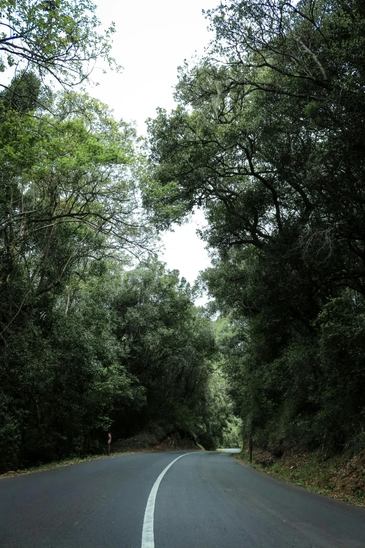 a picture of a road in the woods