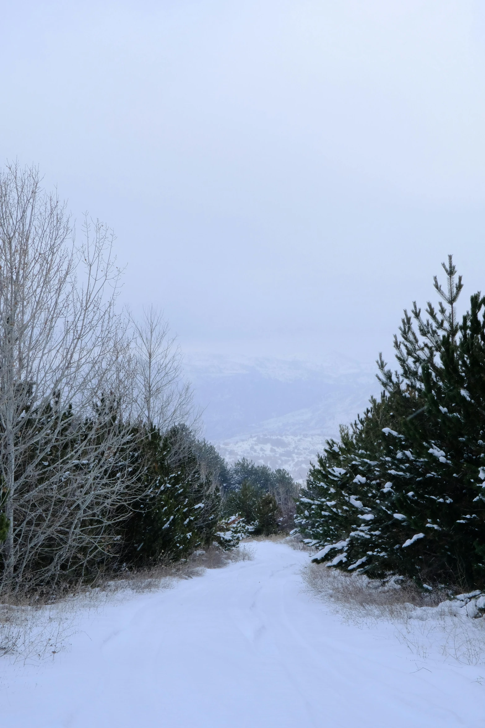 a snow covered path in the middle of the woods