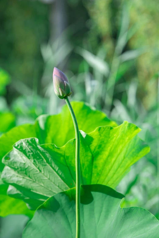 a bud bud is sitting in the middle of the flower