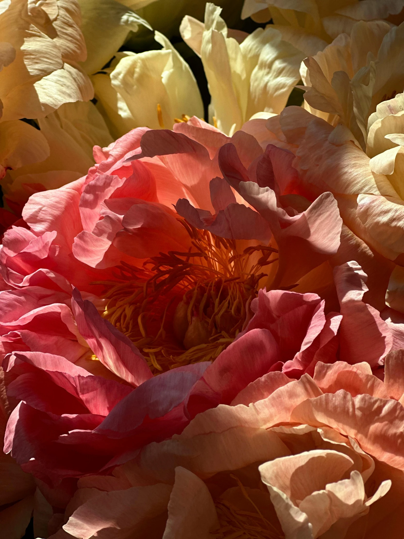 the large flower is pink, yellow and white