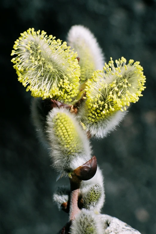 some white and yellow flowers are close to each other