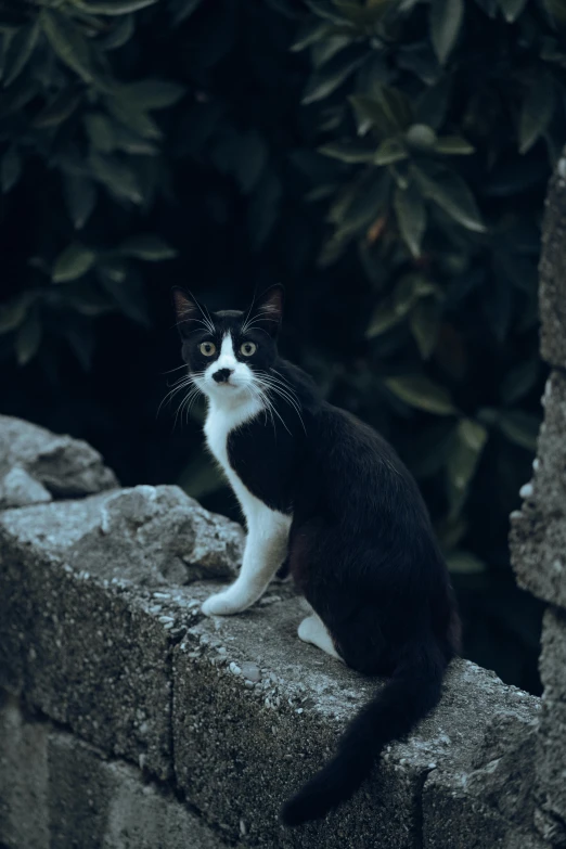 a black and white cat sitting on top of a rock wall