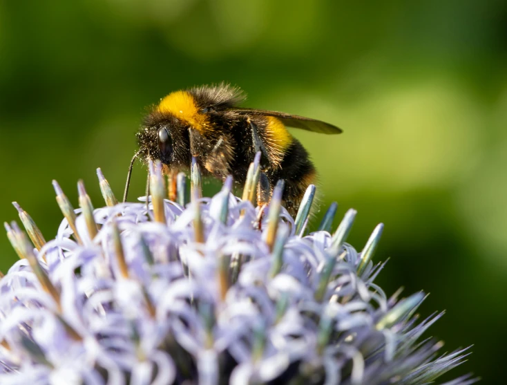 a bee sitting on top of a purple flower