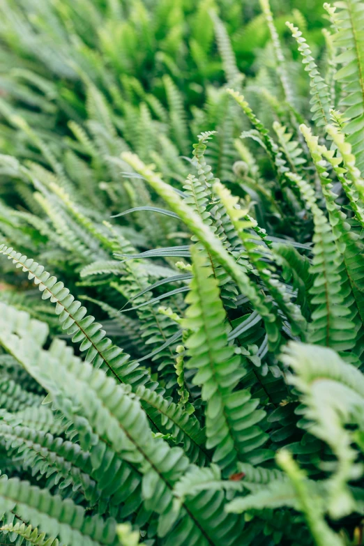 a close up of some very green plants