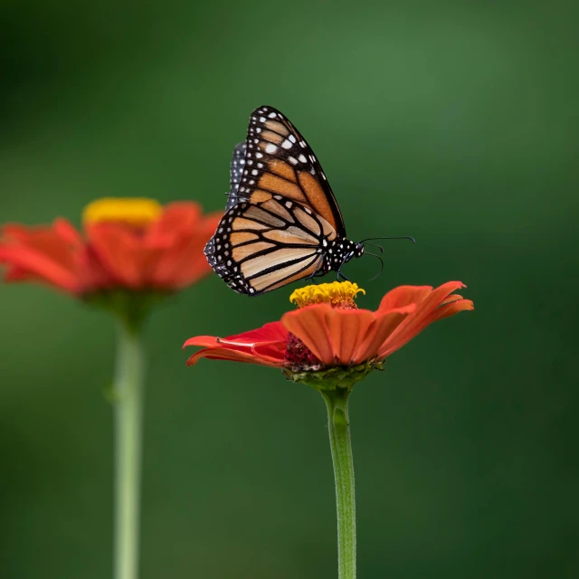 a erfly rests on top of the petals of a flower