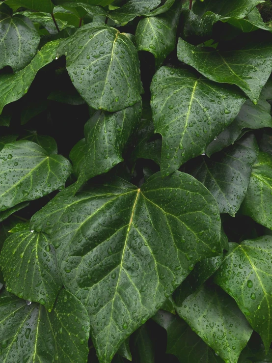 leaves with drops of water on them