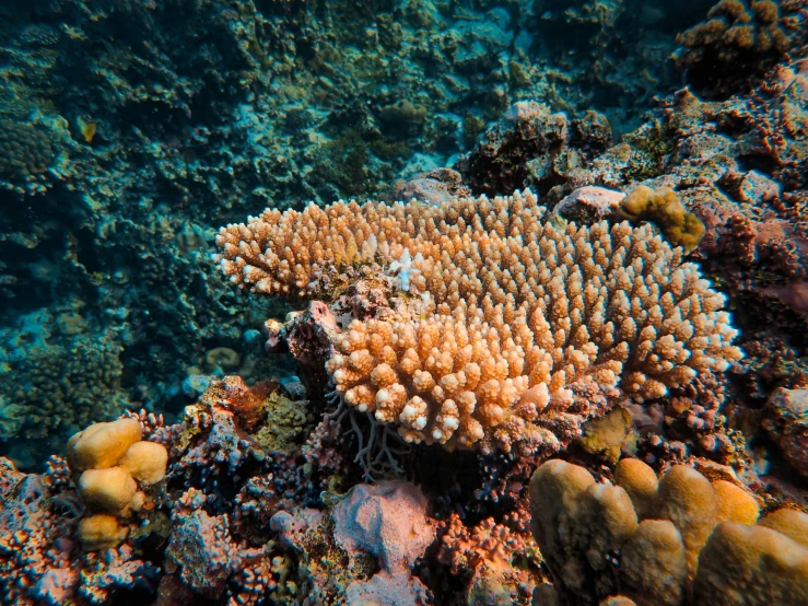 many very colorful sponge corals growing on the ocean floor