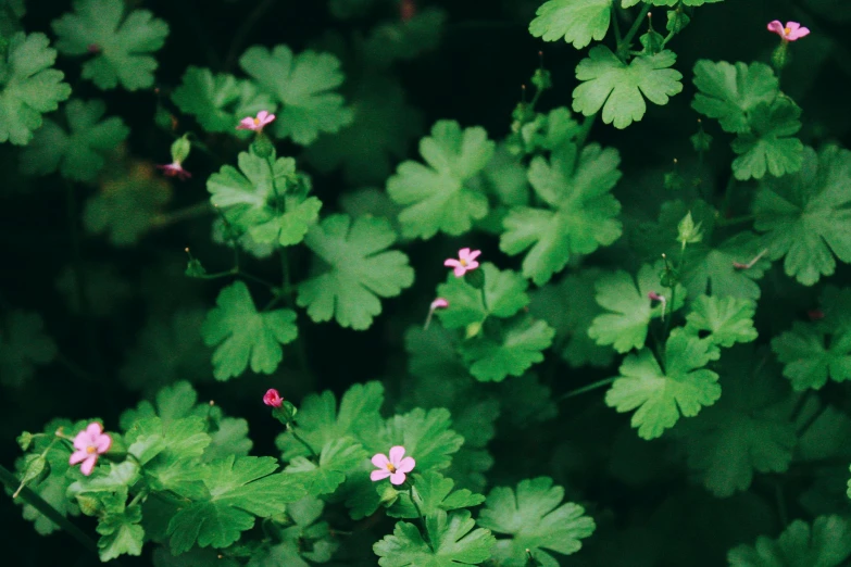 the pink flowers are in the middle of a plant