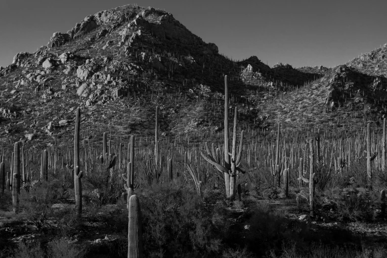 there is a black and white po of trees and hills