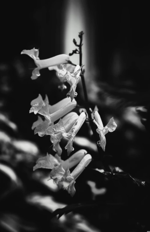 black and white po of small flowers in bloom