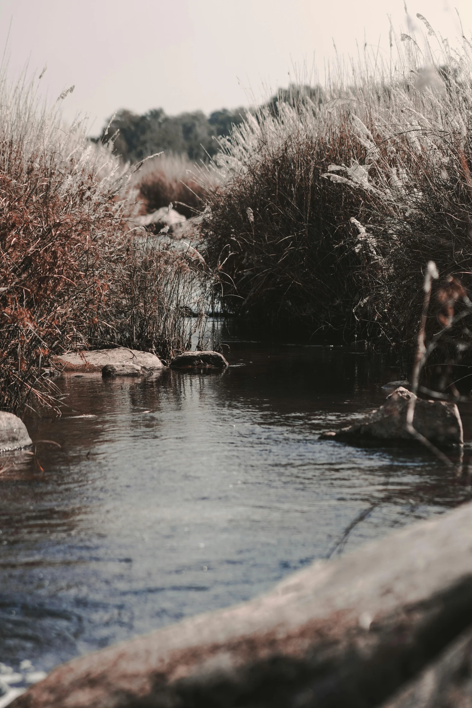 a stream running through a lush green forest