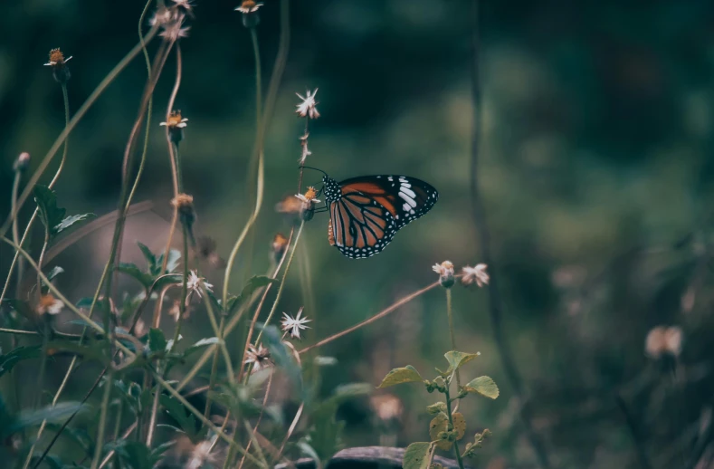 a monarch erfly perched on a flower