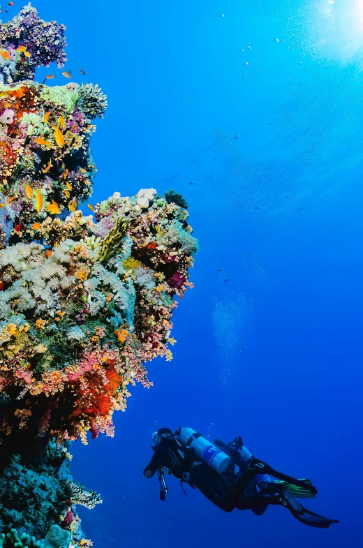 a person scubas over an ocean wall with algaes