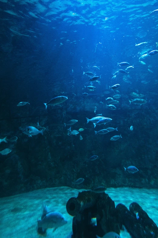 a large aquarium with a small group of fish
