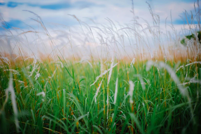 a meadow filled with lots of tall green grass