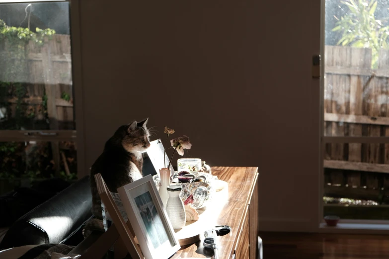 a cat is perched on a table with a laptop