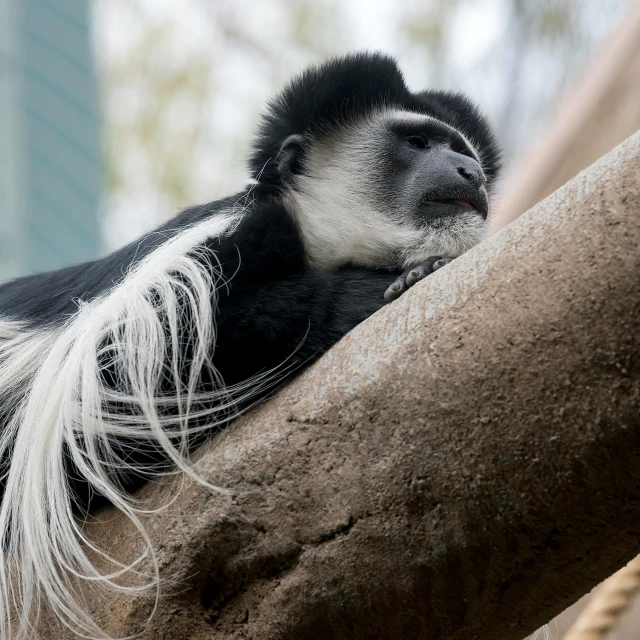 a black and white animal laying down on a tree nch