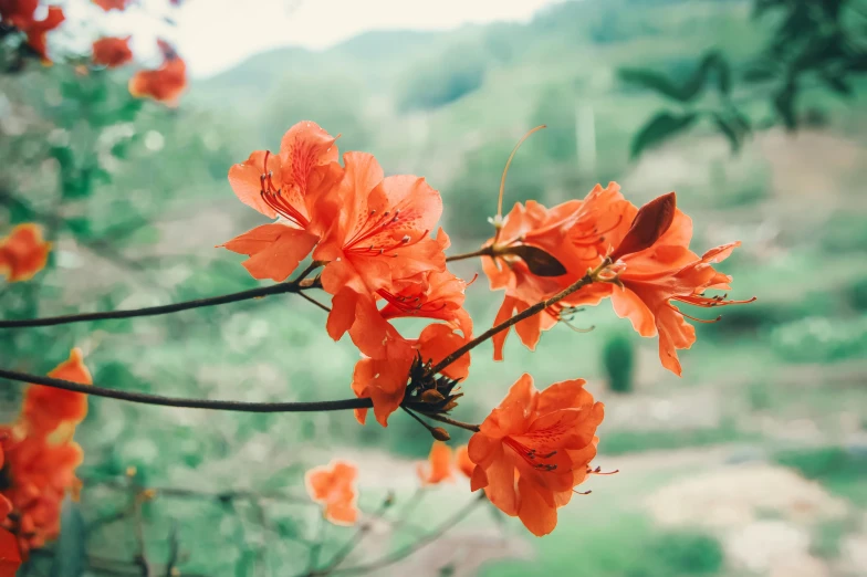 this is an orange flower that has a small blurry background