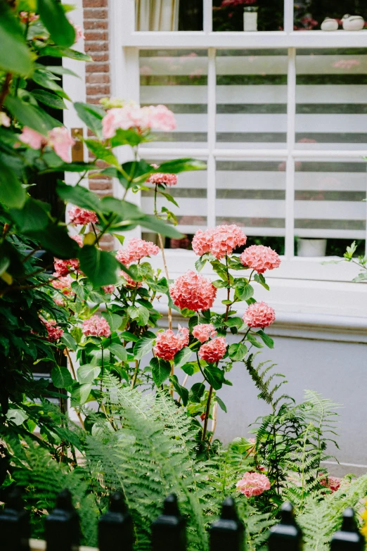 pink flowers in pots next to building with white shutters