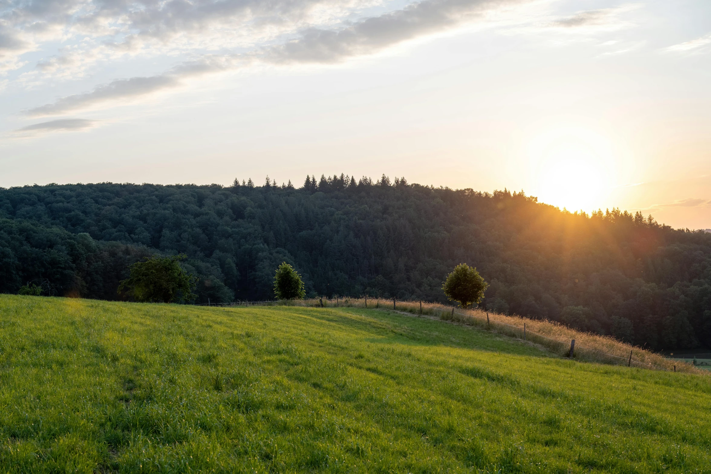 a lush green hill with trees during the day