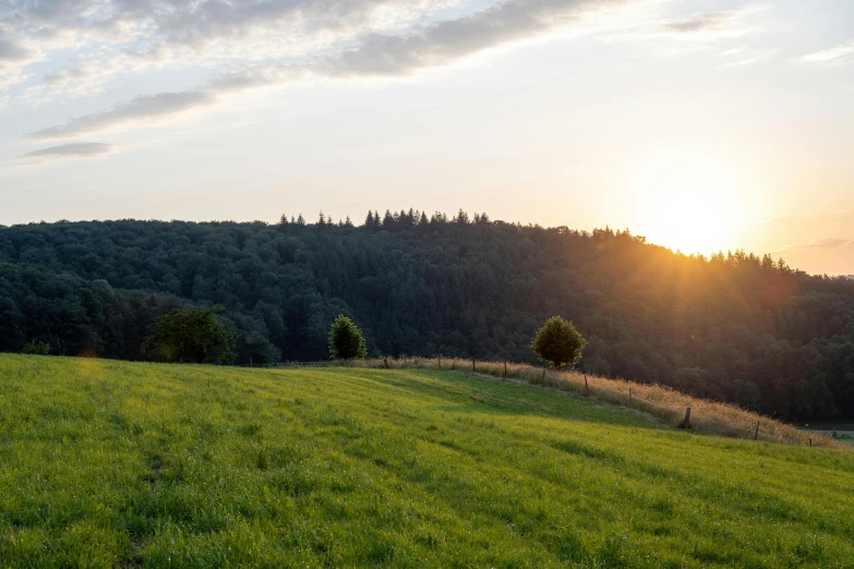 a lush green hill with trees during the day