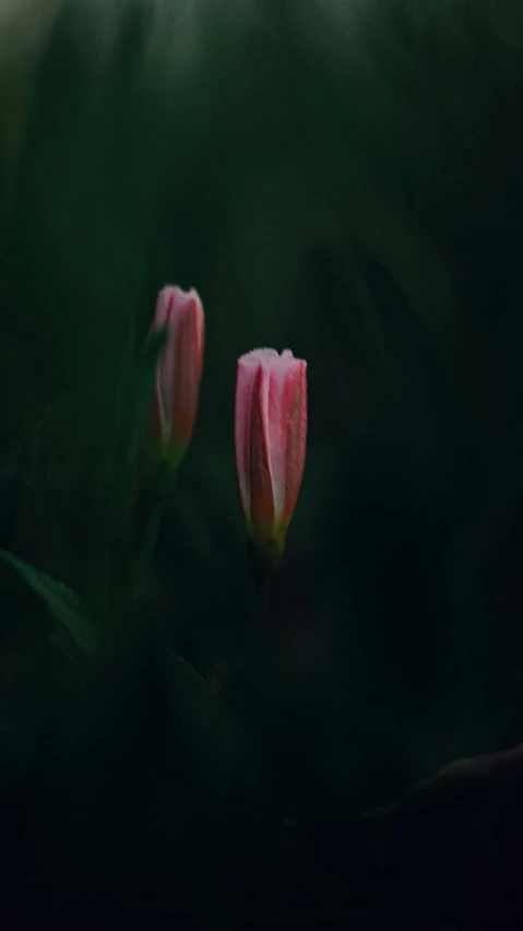 a couple of pink flowers are near some leaves