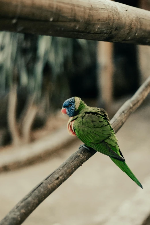 a colorful green bird perched on top of a wooden pole