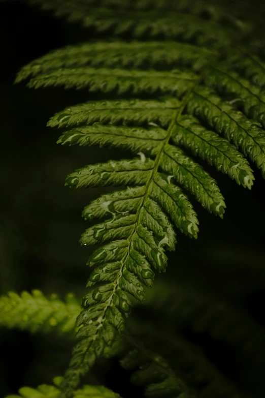 fern leaves with a dark background in the foreground